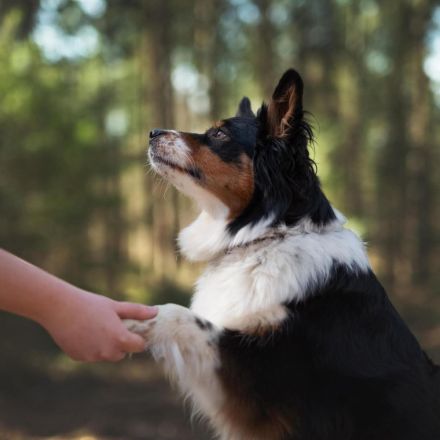 Elsa in 73655 Plüderhausen sucht ihr Für-immer-Zuhause