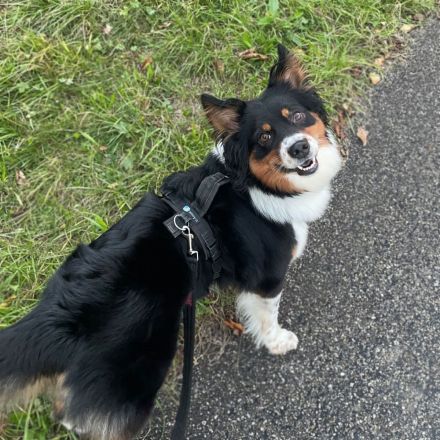 Elsa in 73655 Plüderhausen sucht ihr Für-immer-Zuhause