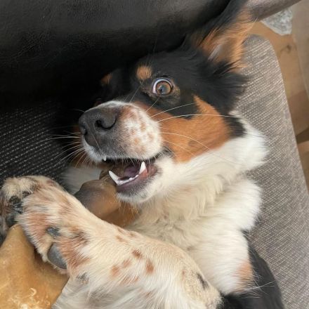 Elsa in 73655 Plüderhausen sucht ihr Für-immer-Zuhause