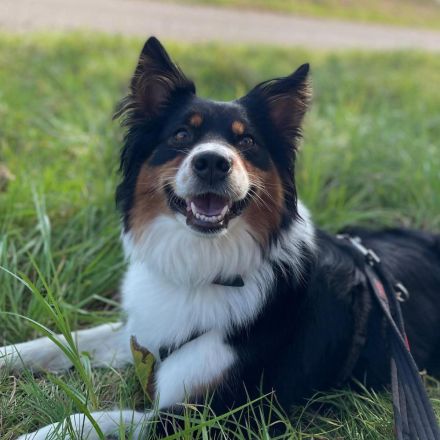 Elsa in 73655 Plüderhausen sucht ihr Für-immer-Zuhause