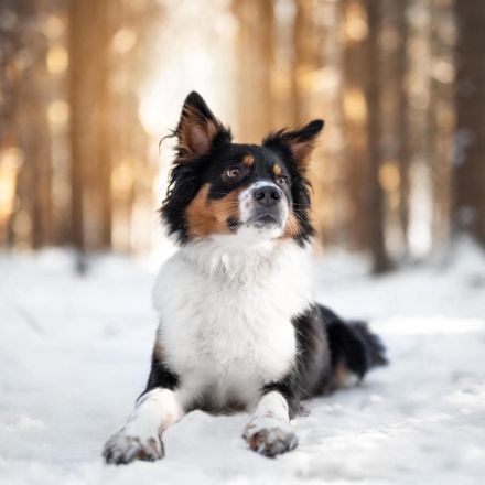 Elsa in 73655 Plüderhausen sucht ihr Für-immer-Zuhause