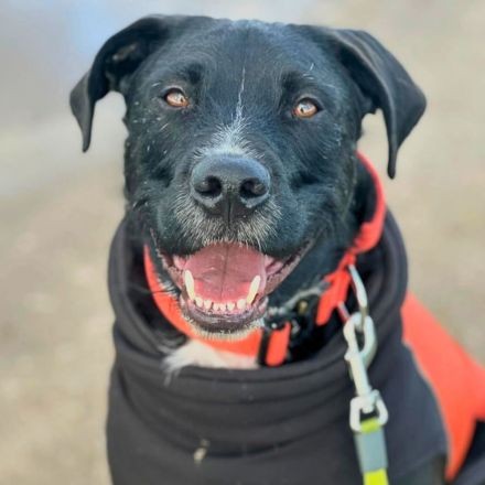 Elmo in 04205 Leipzig sucht sein Für-immer-Zuhause