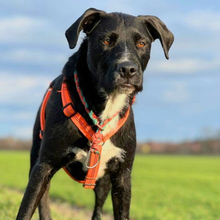 Elmo in 04205 Leipzig sucht sein Für-immer-Zuhause