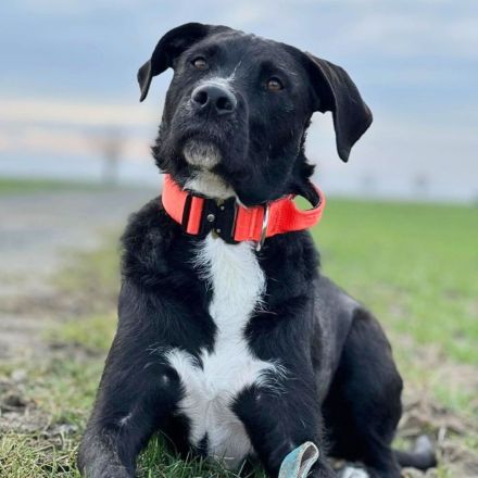 Elmo in 04205 Leipzig sucht sein Für-immer-Zuhause