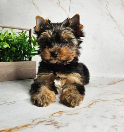 Yorkshire Terrier