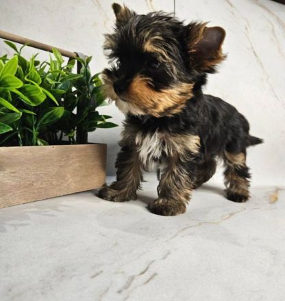 Yorkshire Terrier