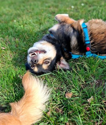 Torgal auf Pflegestelle in 55411 Bingen sucht sein Für-immer-Zuhause