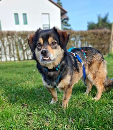 Torgal auf Pflegestelle in 55411 Bingen sucht sein Für-immer-Zuhause
