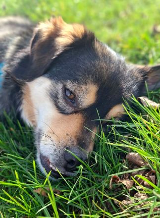 Torgal auf Pflegestelle in 55411 Bingen sucht sein Für-immer-Zuhause