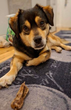 Torgal auf Pflegestelle in 55411 Bingen sucht sein Für-immer-Zuhause