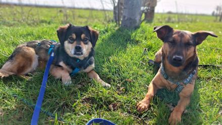 Torgal auf Pflegestelle in 55411 Bingen sucht sein Für-immer-Zuhause