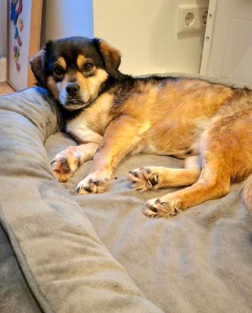 Torgal auf Pflegestelle in 55411 Bingen sucht sein Für-immer-Zuhause