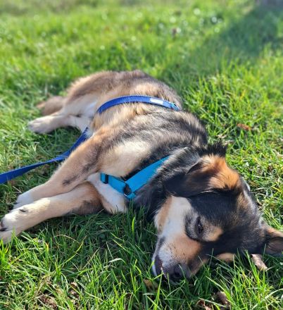 Torgal auf Pflegestelle in 55411 Bingen sucht sein Für-immer-Zuhause