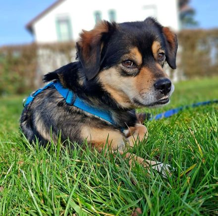 Torgal auf Pflegestelle in 55411 Bingen sucht sein Für-immer-Zuhause