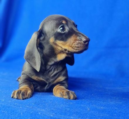 Dackel Welpen