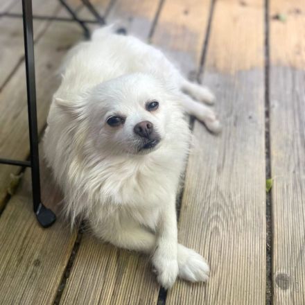 Mia in 10243 Berlin sucht ihr Für-immer-Zuhause