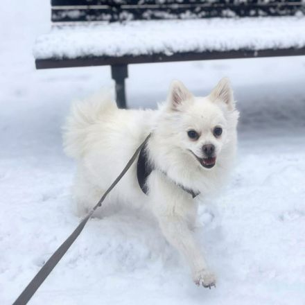 Mia in 10243 Berlin sucht ihr Für-immer-Zuhause