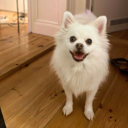 Mia in 10243 Berlin sucht ihr Für-immer-Zuhause