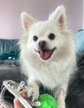 Mia in 10243 Berlin sucht ihr Für-immer-Zuhause