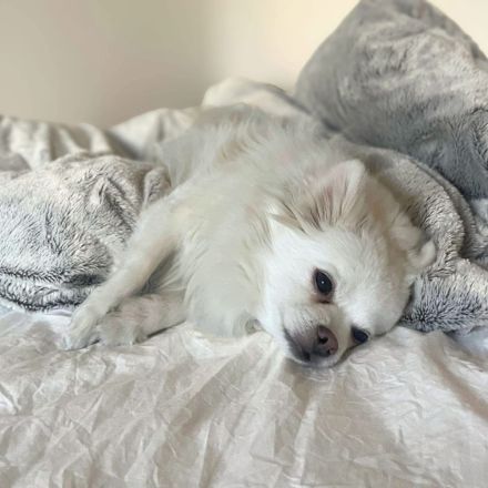 Mia in 10243 Berlin sucht ihr Für-immer-Zuhause