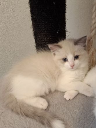 Ragdoll-Siam Kätzchen