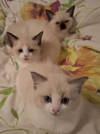 Ragdoll-Siam Kätzchen