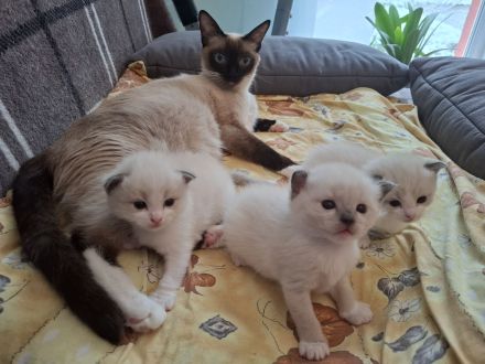 Ragdoll-Siam Kätzchen