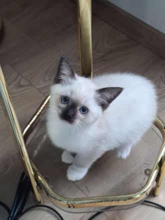 Ragdoll-Siam Kätzchen