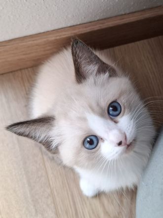 Ragdoll-Siam Kätzchen