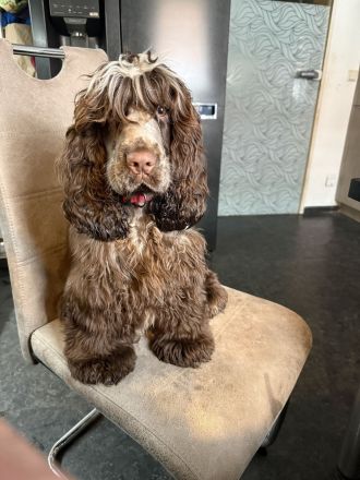 Engl. Cocker Mädchen