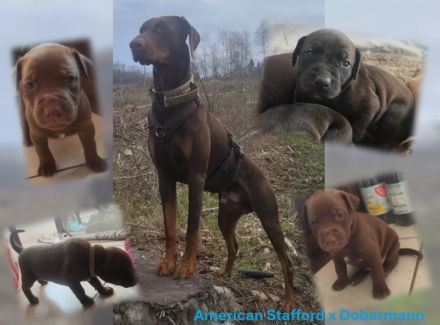 American Staffordshire x Dobermann Welpen