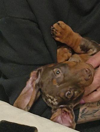 Zwergdackel Welpe sucht dringend ein Zuhause