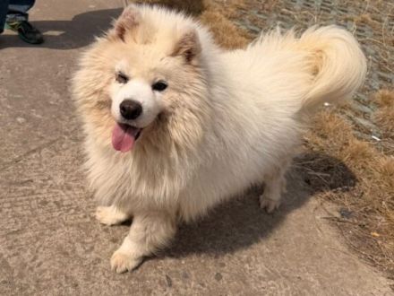 Samojedenrüde Sämy