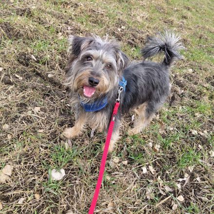 Terrier-Schnauzermischling Rüde