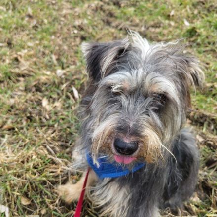 Terrier-Schnauzermischling Rüde