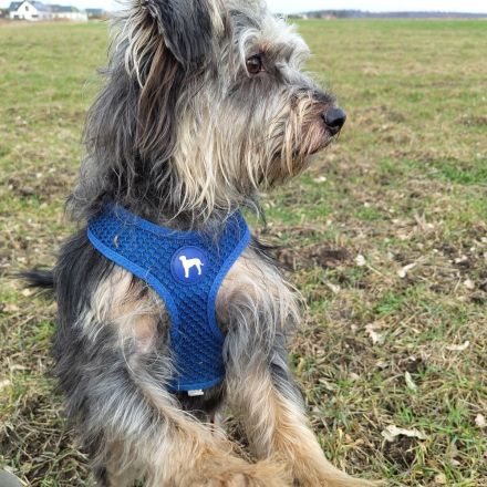 Terrier-Schnauzermischling Rüde