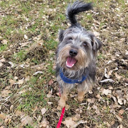 Terrier-Schnauzermischling Rüde