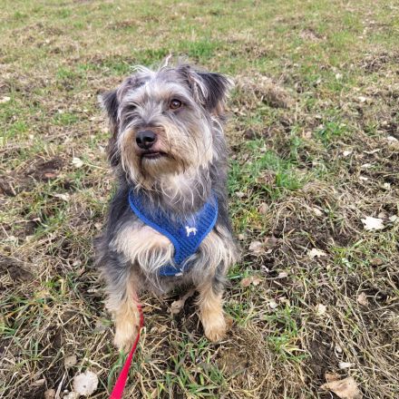 Terrier-Schnauzermischling Rüde