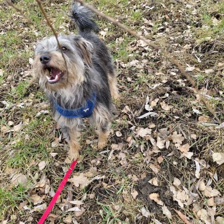 Terrier-Schnauzermischling Rüde