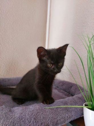 BKH-Siam-Mix Kitten sucht ein neues Zuhause!