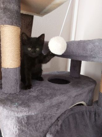 BKH-Siam-Mix Kitten sucht ein neues Zuhause!