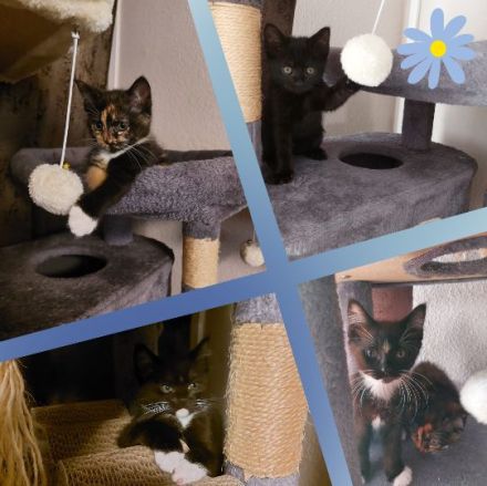 Süße BKH-Siam Mix Kitten suchen ein neues Zuhause