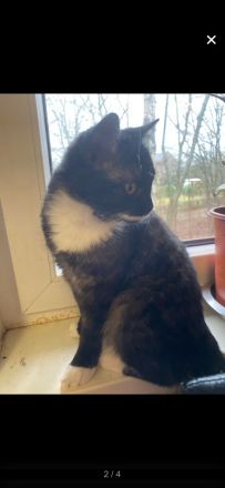 Ich gebe meine 7 monatige Katze Bella ab