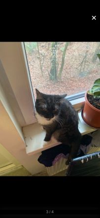 Ich gebe meine 7 monatige Katze Bella ab