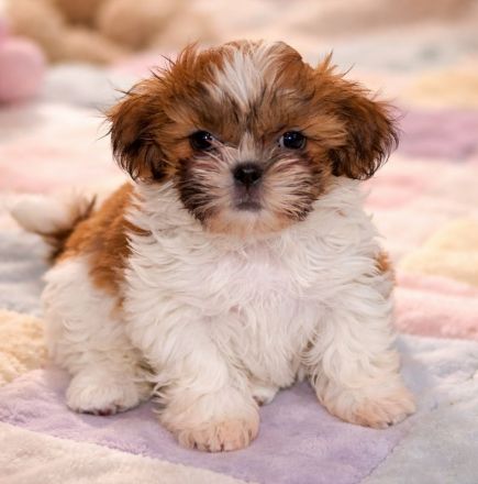 Havaneser Shih Tzu Mixwelpen