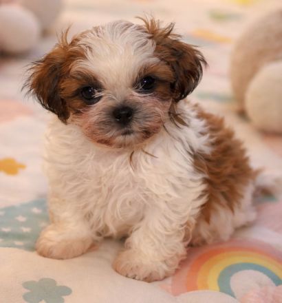 Havaneser Shih Tzu Mixwelpen