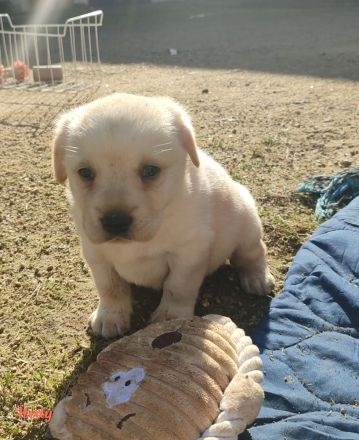 Labradorwelpen aus Hobbyzucht