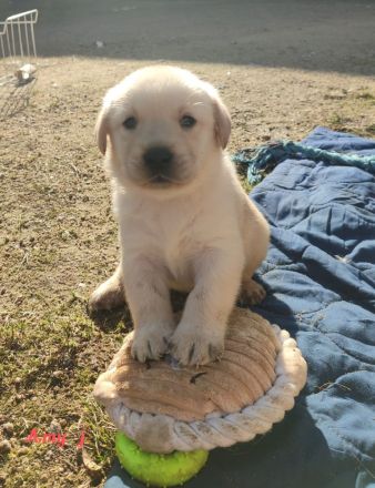 Labradorwelpen aus Hobbyzucht