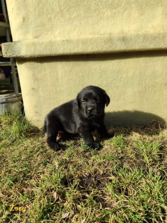 Labradorwelpen aus Hobbyzucht