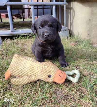 Labradorwelpen aus Hobbyzucht